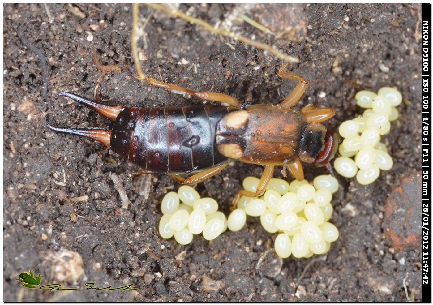 Forficula auricularia (femmina con uova)