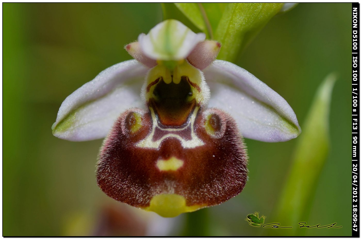 Ophrys annae / Ofride di Anna
