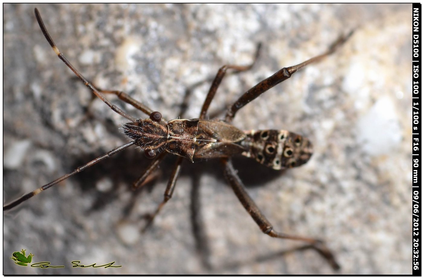 Alydidae: ninfa di Camptopus lateralis in Sardegna