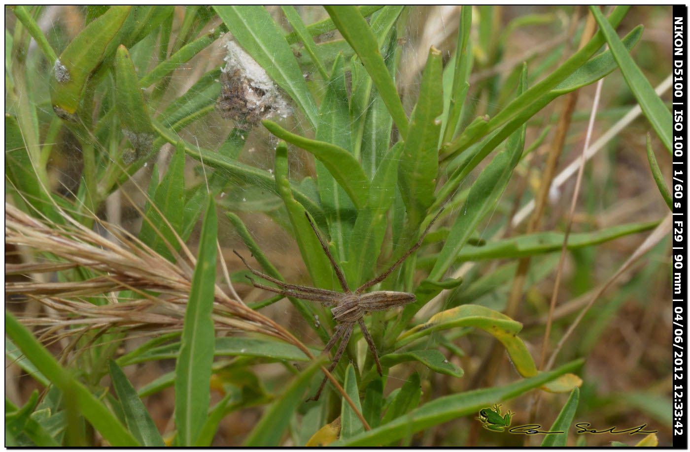 Pisaura sp. in difesa del nido