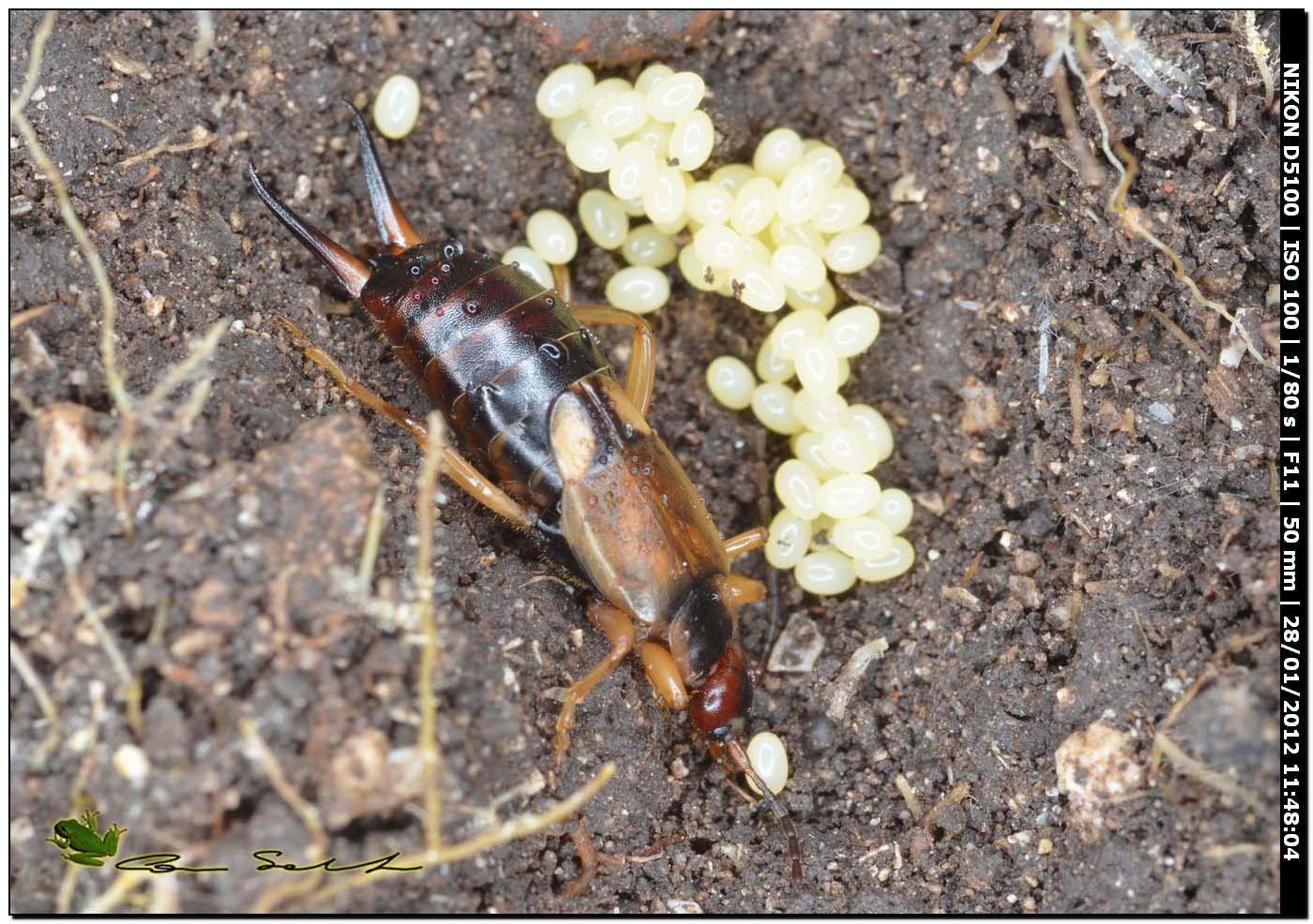 Forficula auricularia (femmina con uova)