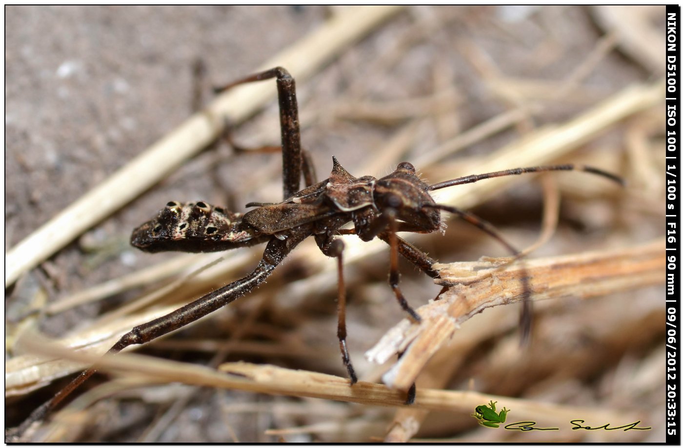 Alydidae: ninfa di Camptopus lateralis in Sardegna