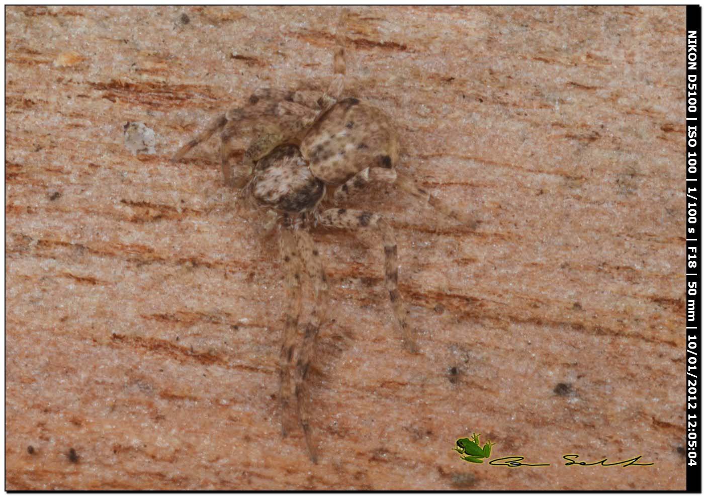 Philodromus cf. bistigma