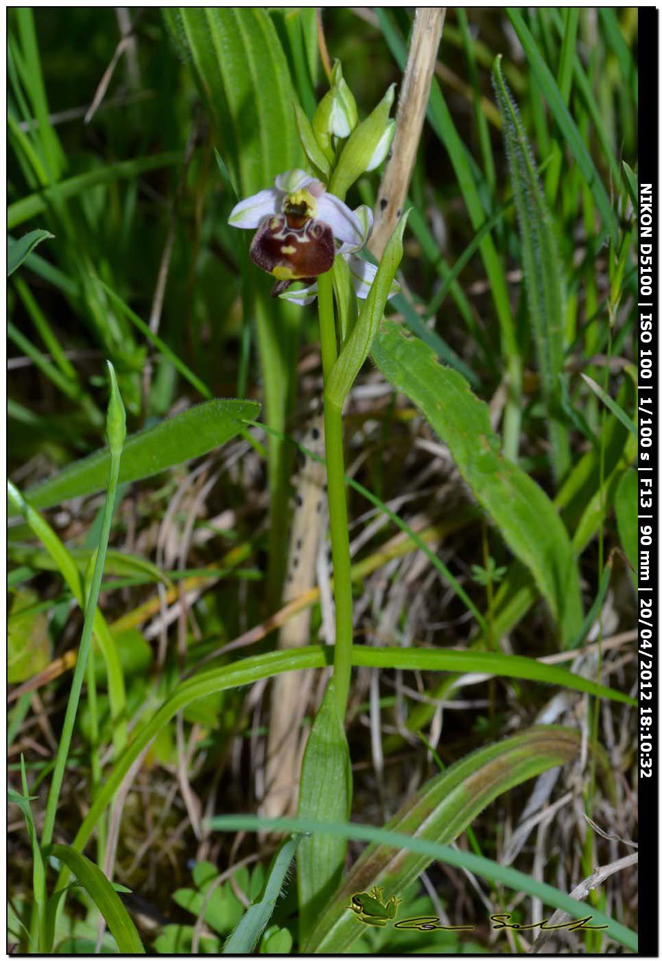 Ophrys annae / Ofride di Anna