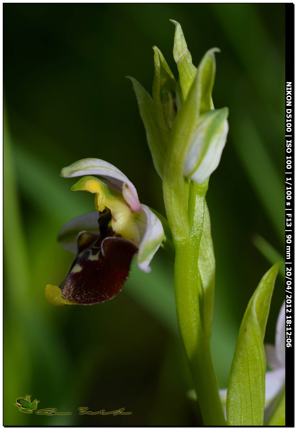 Ophrys annae / Ofride di Anna