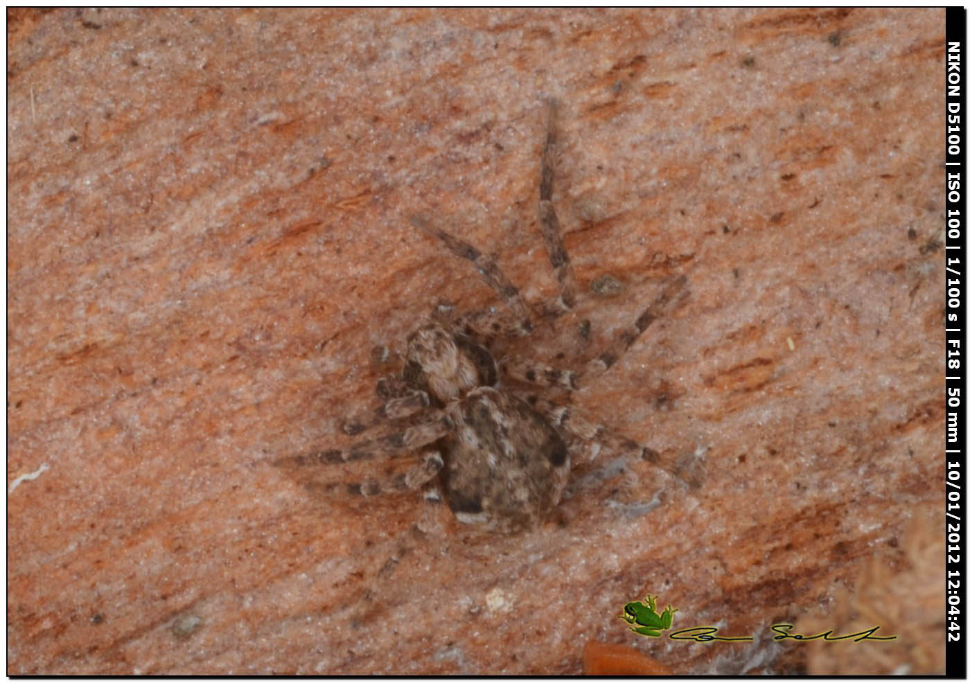 Philodromus cf. bistigma