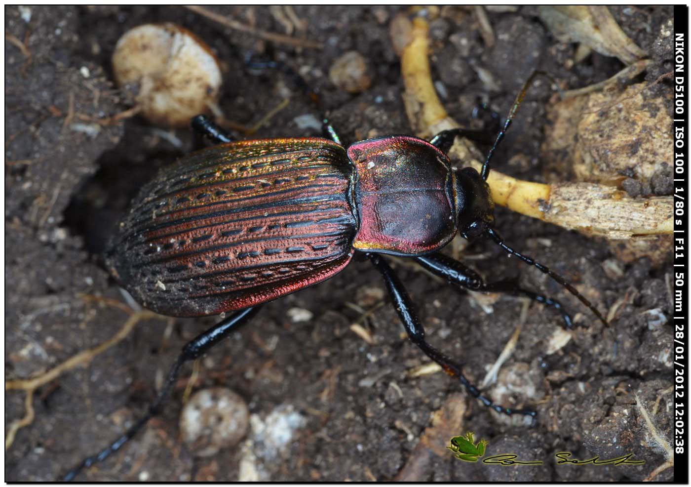 Carabus (Macrothorax) morbillosus constantinus