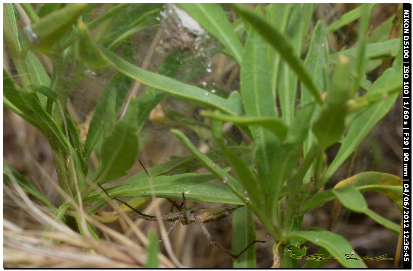 Pisaura sp. in difesa del nido