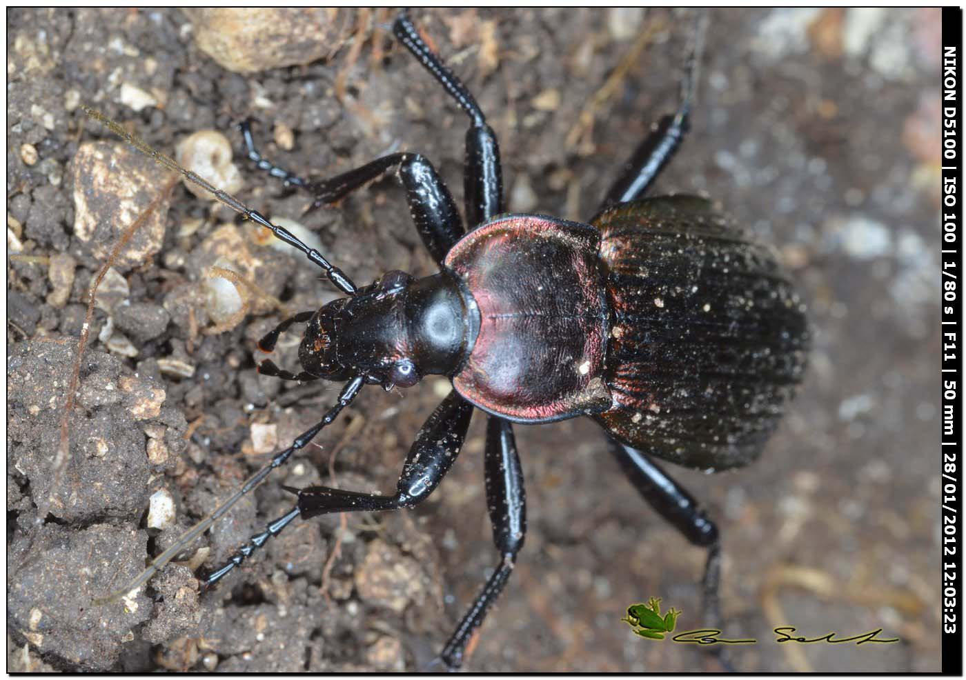 Carabus (Macrothorax) morbillosus constantinus