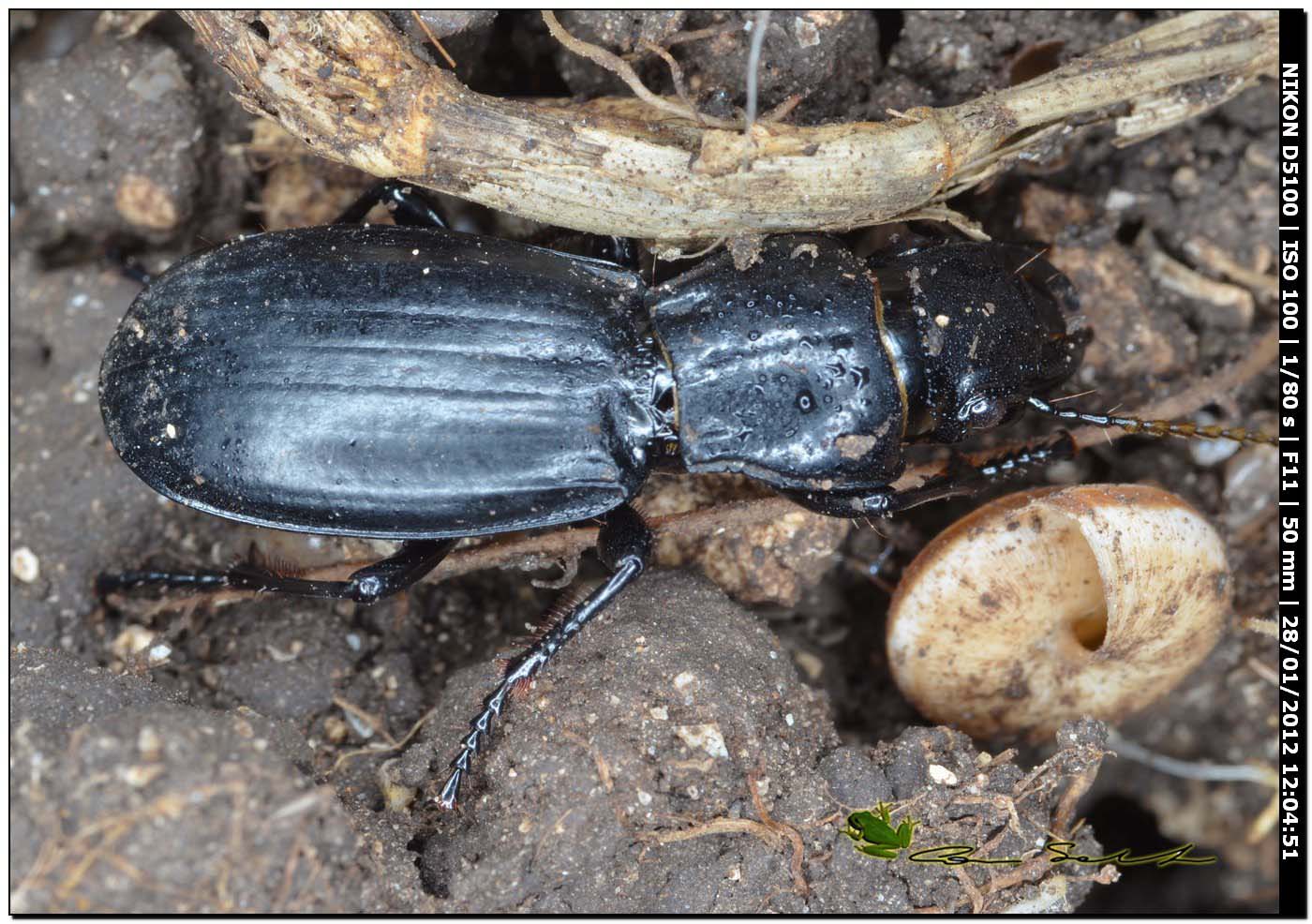 Carabidae, Percus sp.? P. strictus strictus