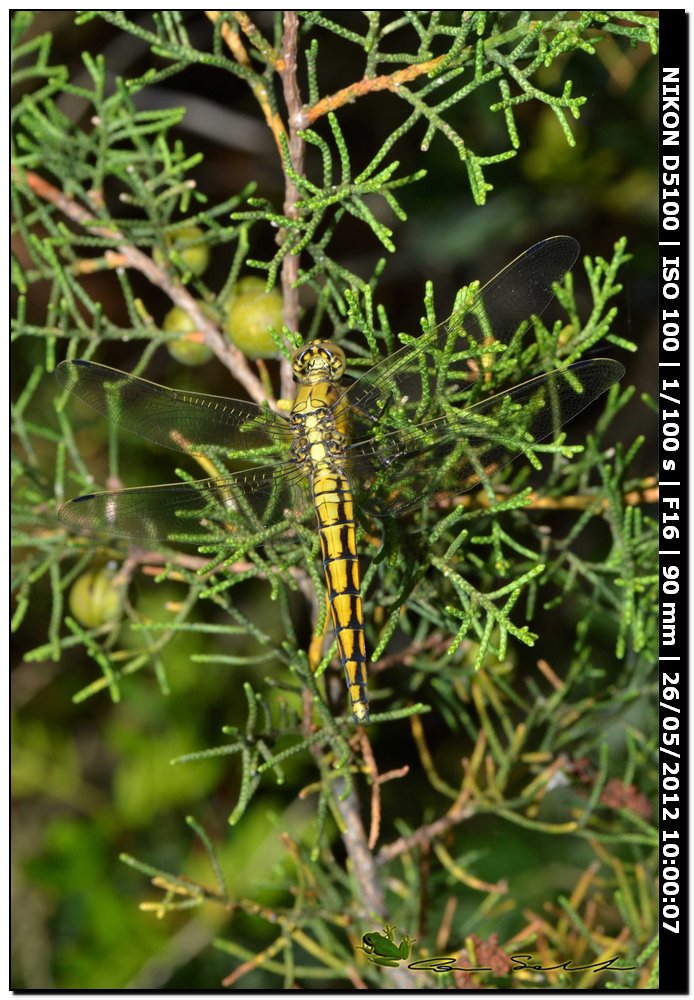 Orthetrum cancellatum ♀
