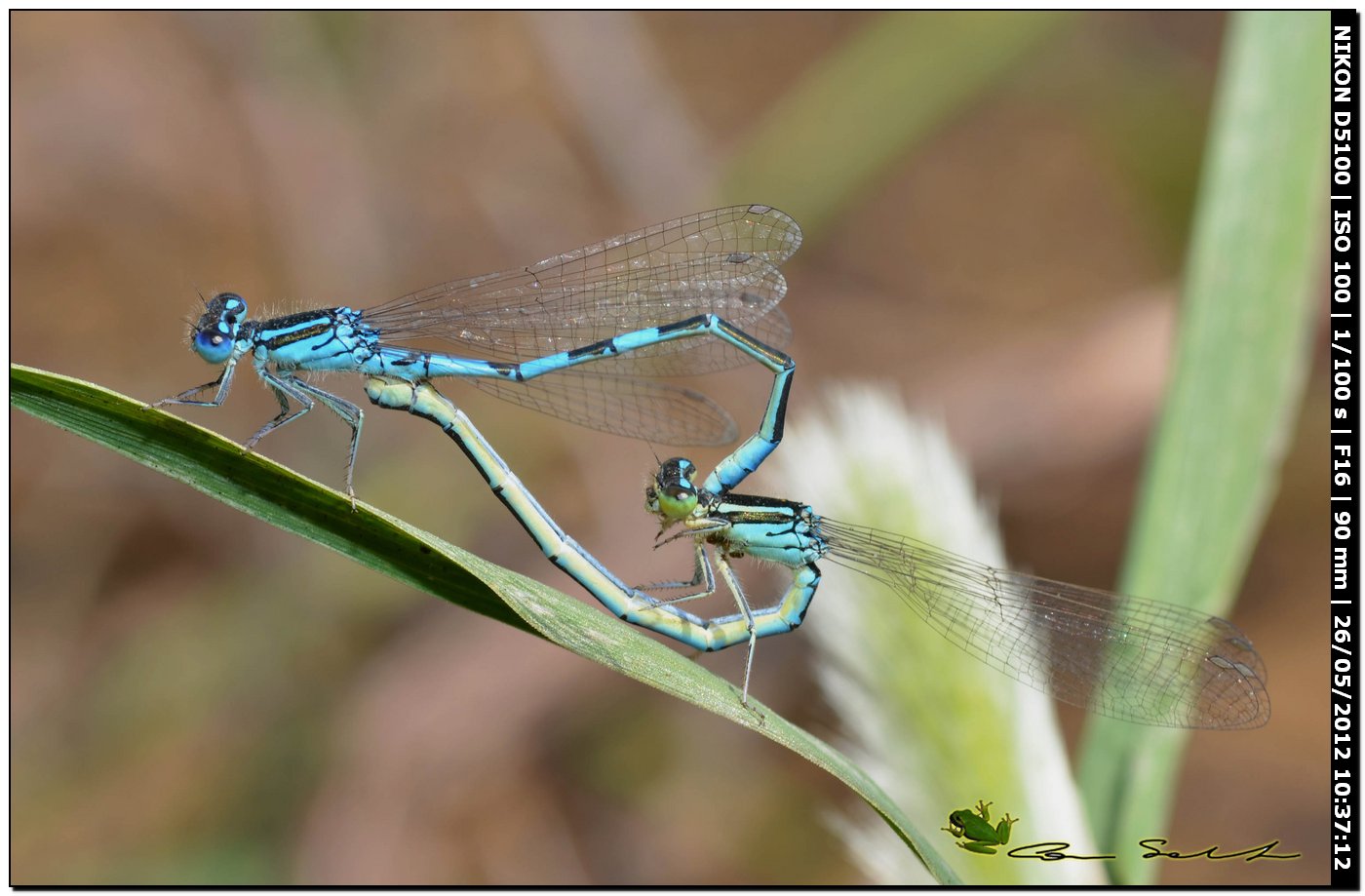 Coenagrion scitulum  ♂♀
