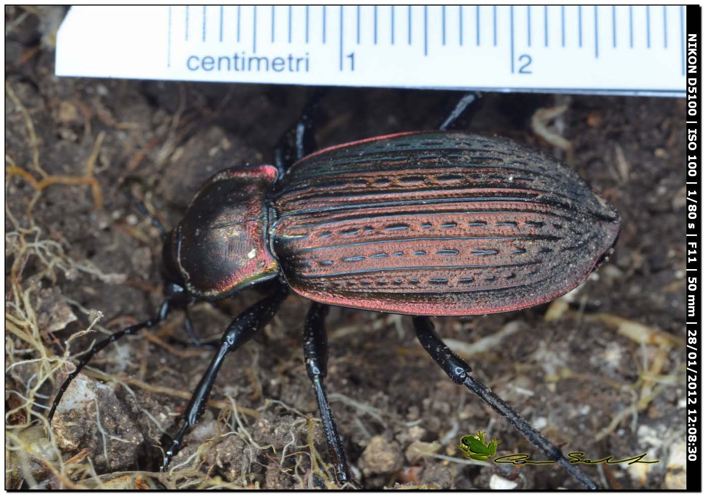 Carabus (Macrothorax) morbillosus constantinus