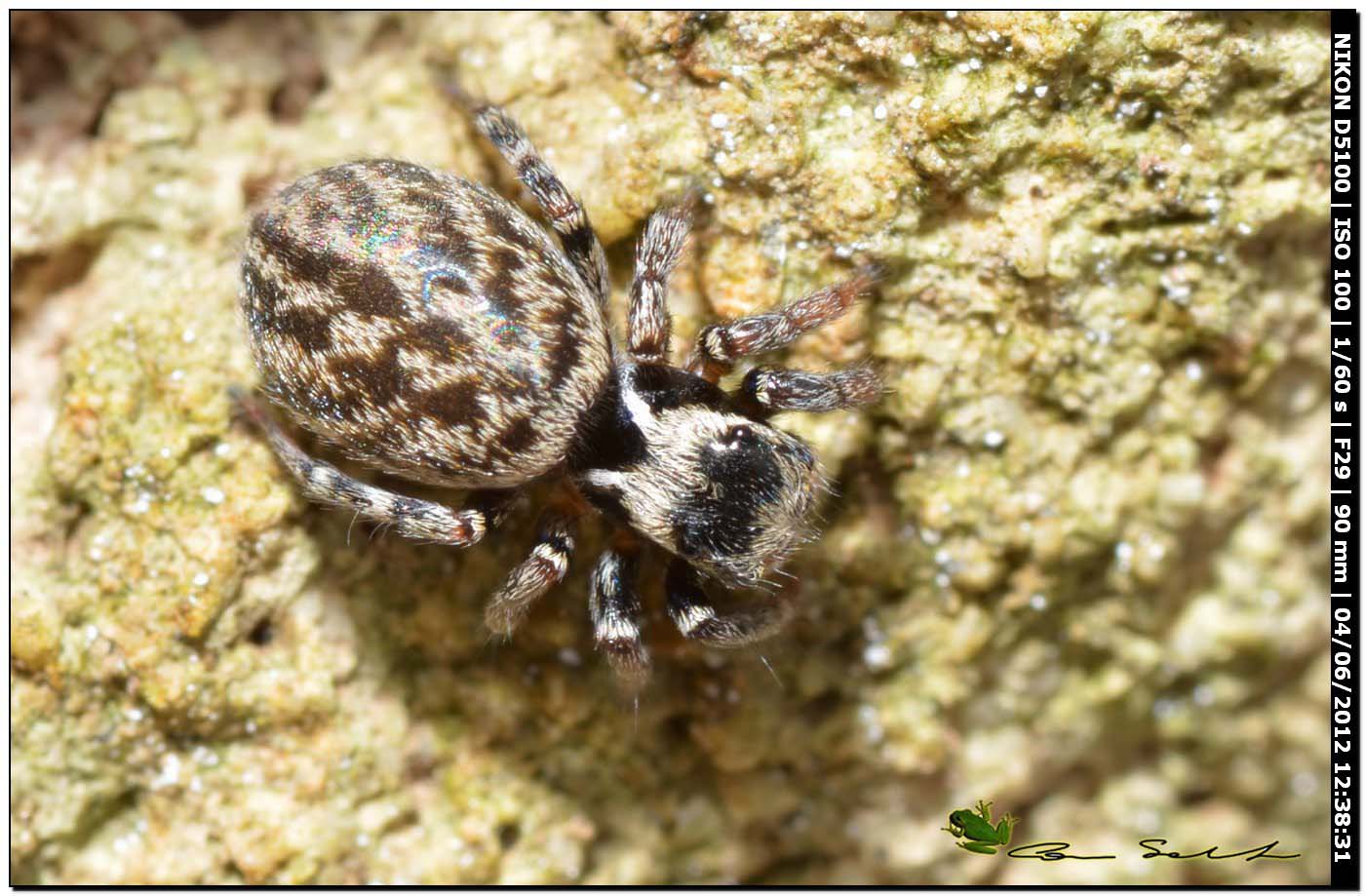 Euophrys sulfurea