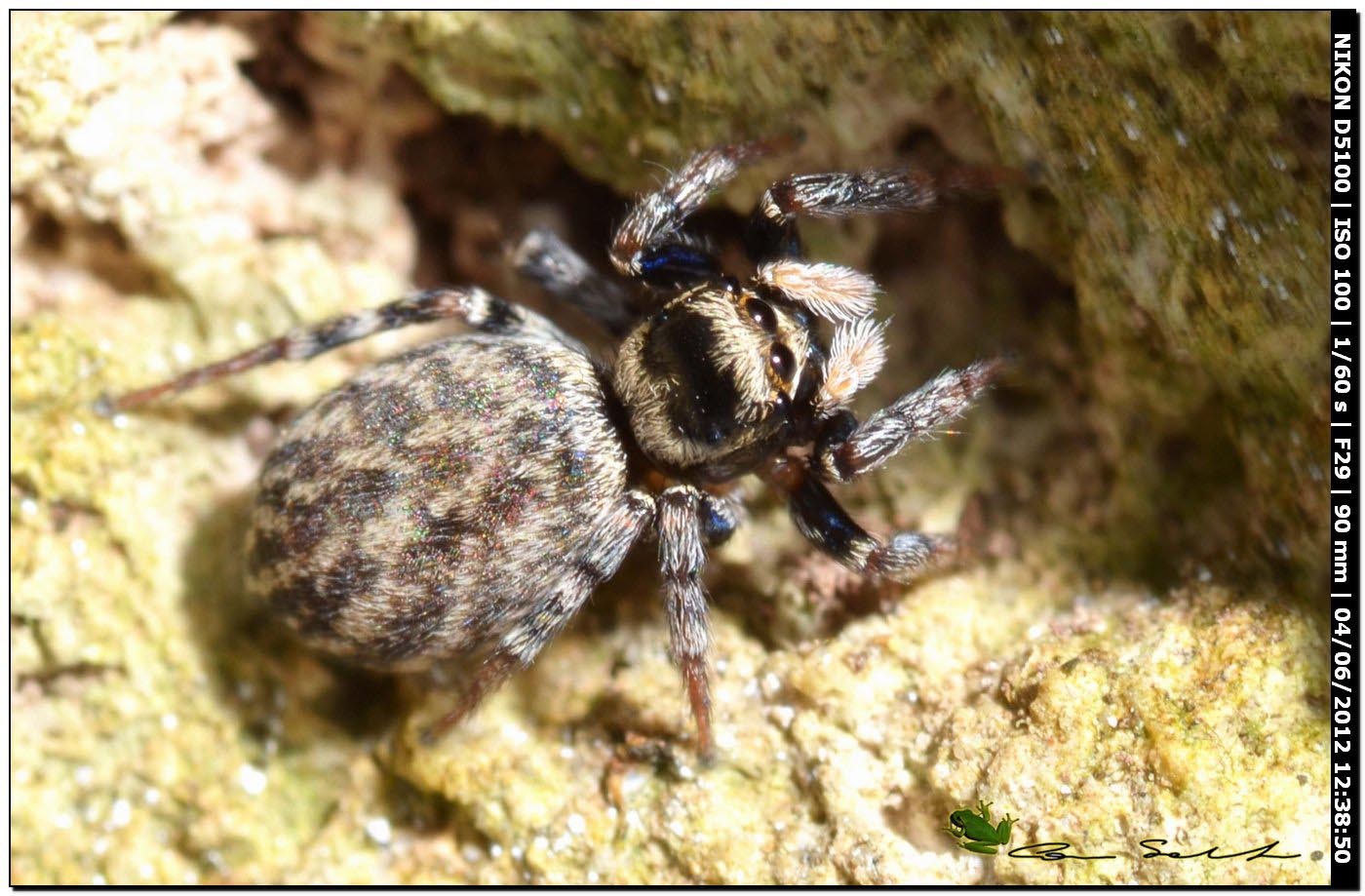 Euophrys sulfurea