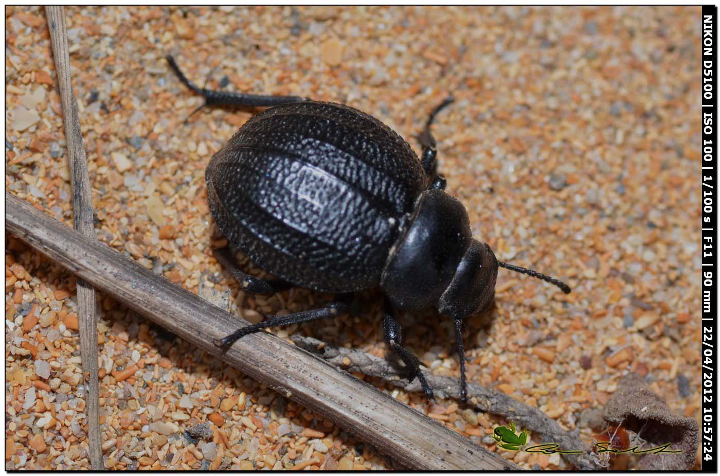 Pimelia sp.