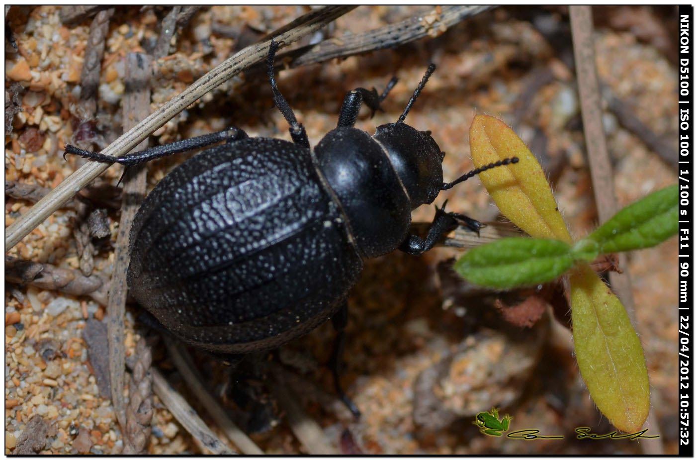 Pimelia sp.