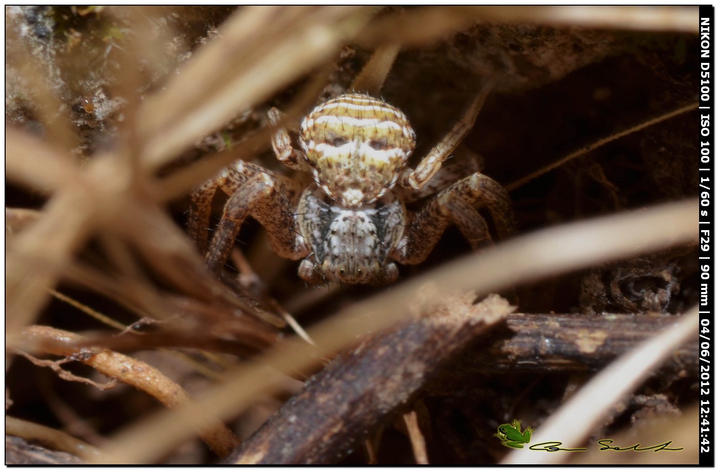 Xysticus sp.