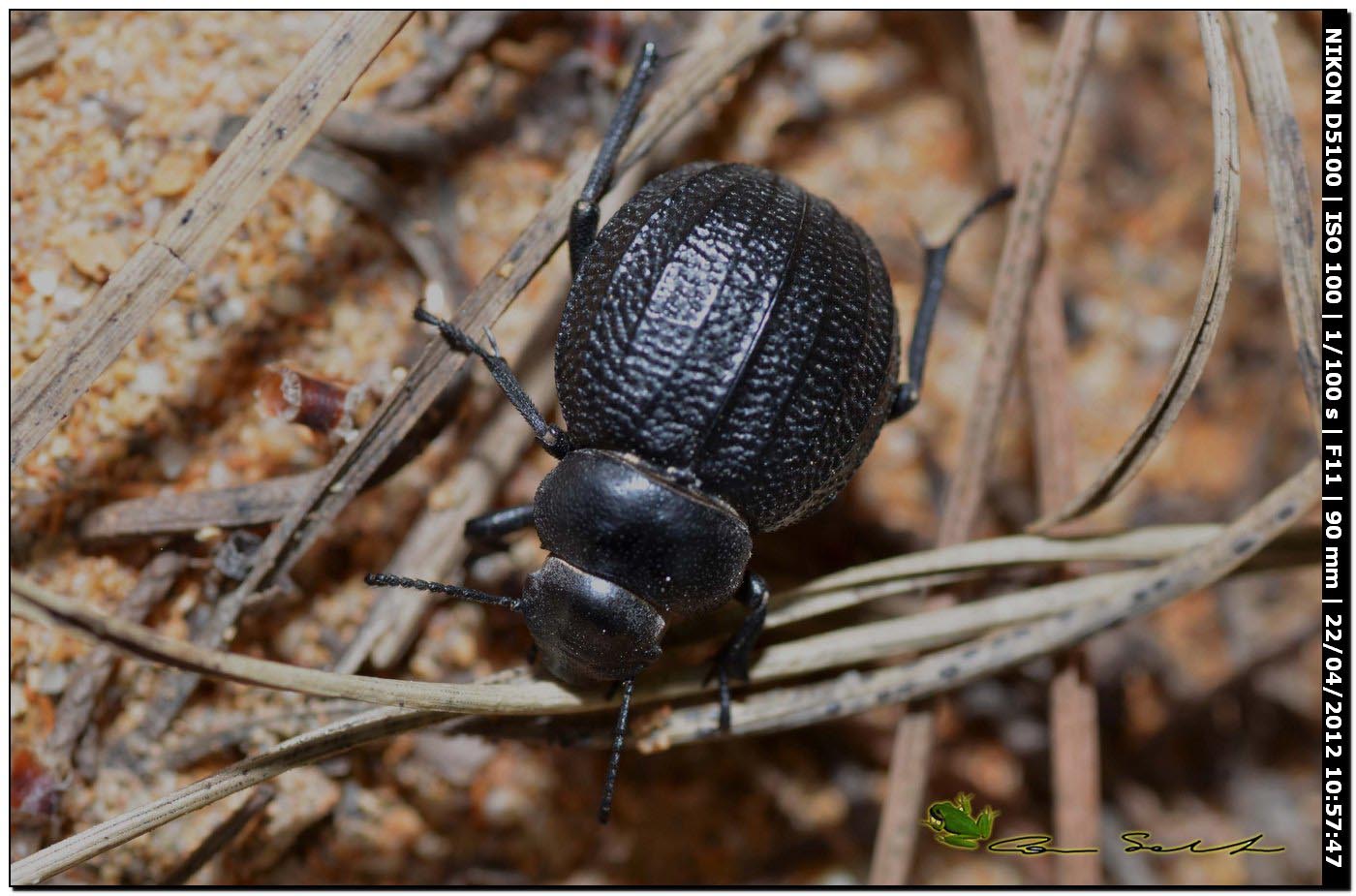Pimelia sp.
