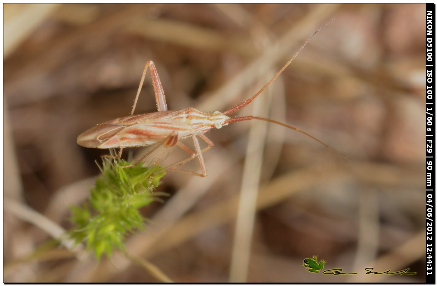 Miridae: Miridius quadrivirgatus della Sardegna