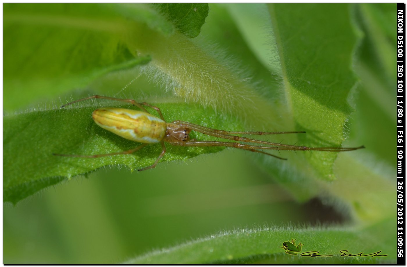 Tetragnatha sp.