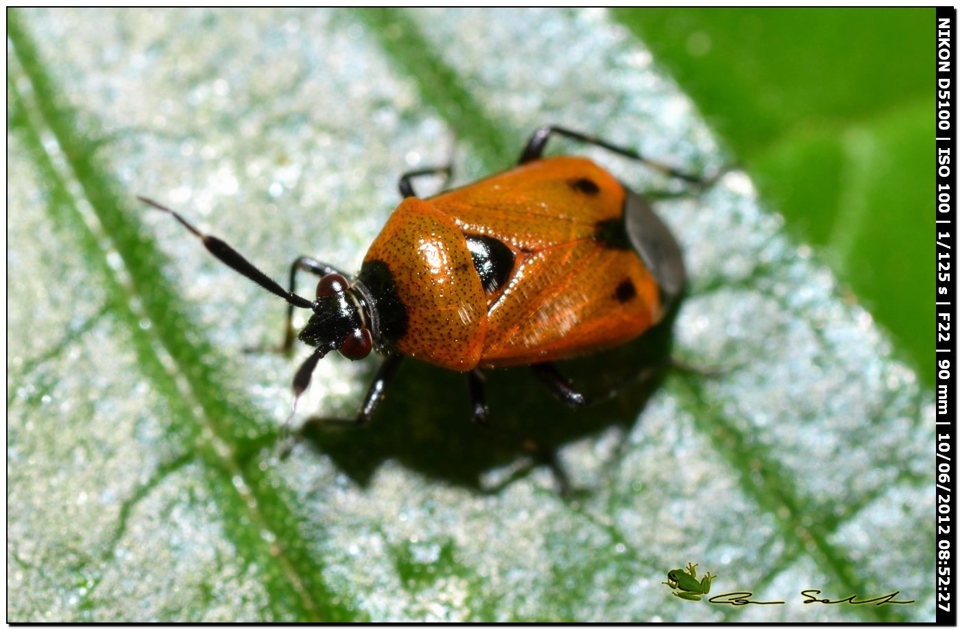 Miridae: Deraeocoris punctum della Sardegna