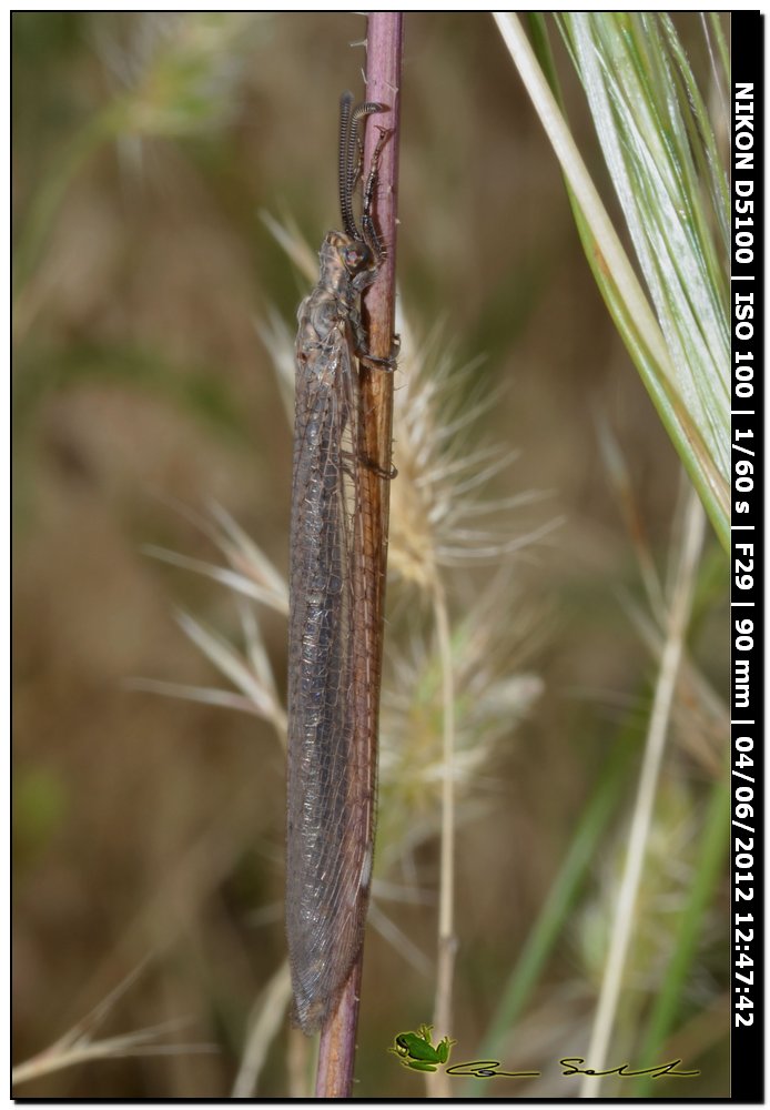 Creoleon corsicus, Myrmeleontidae