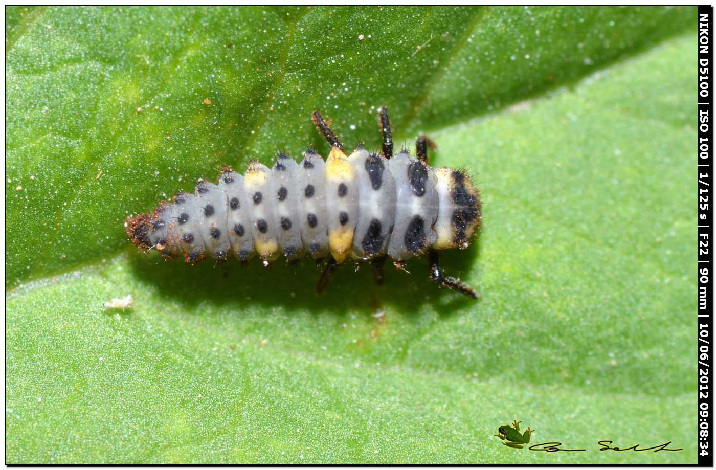 larva di coccinella septempunctata