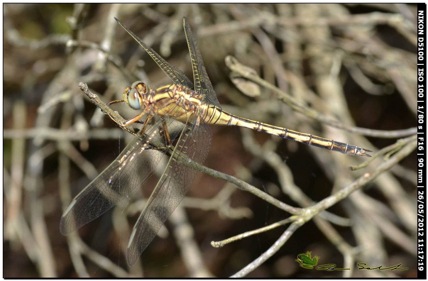 Orthetrum trinacria da Baratz