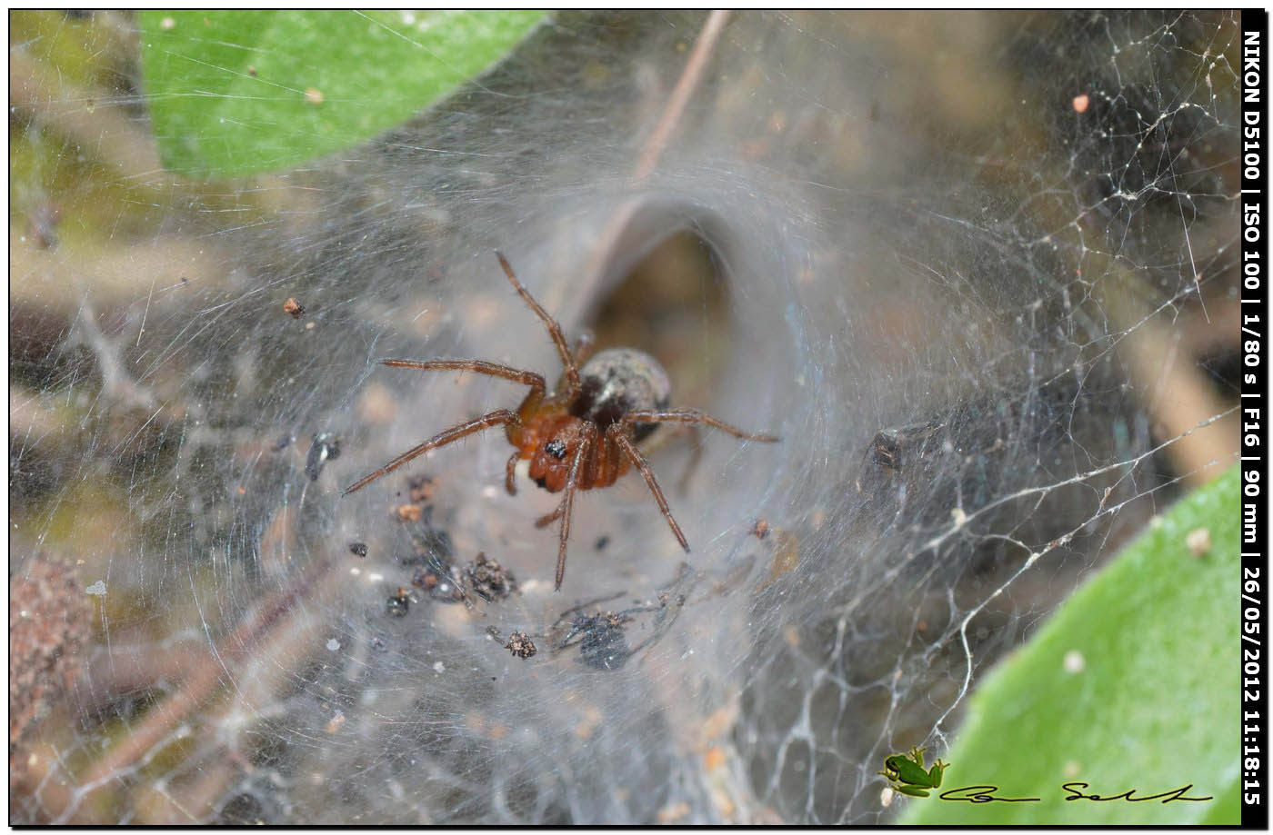 Agelena cf. labyrinthica