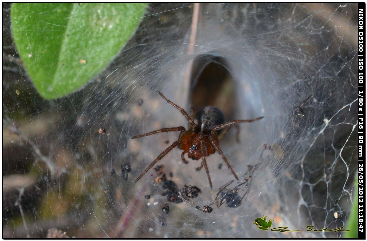 Agelena cf. labyrinthica