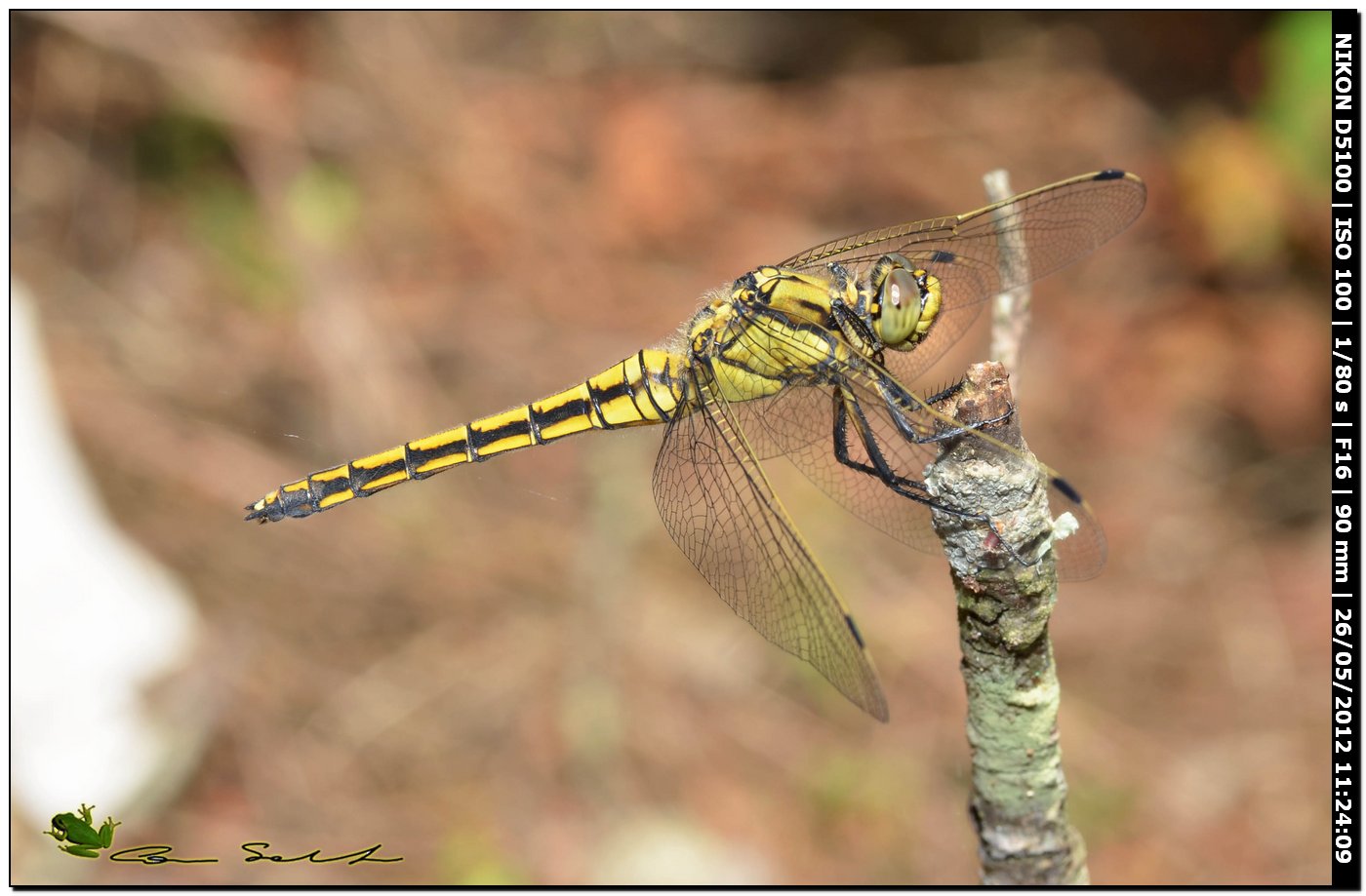 Orthetrum cancellatum ♀