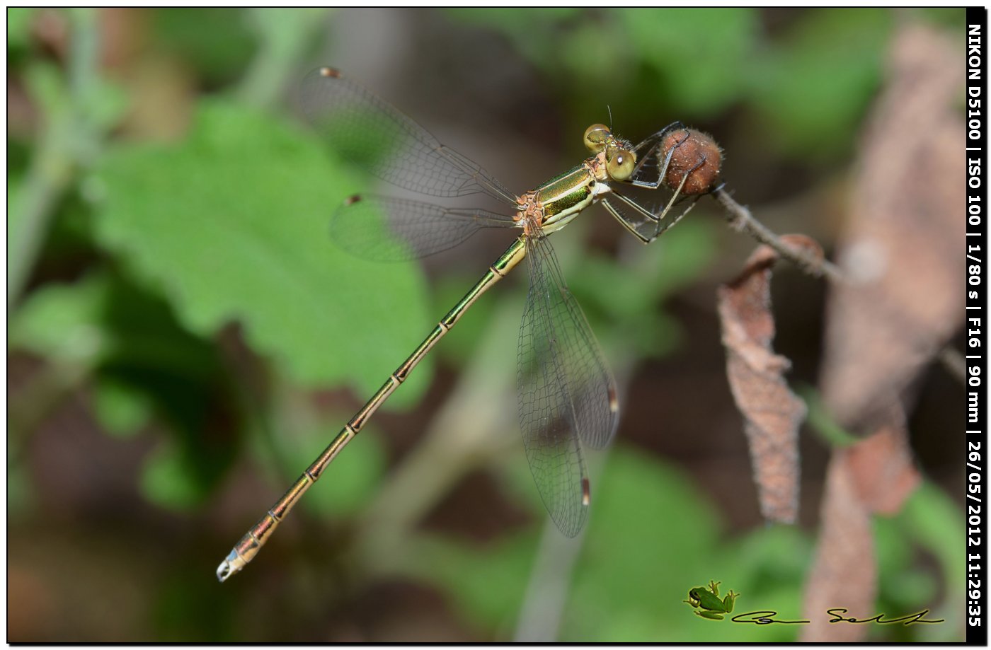 Lestes viridis?