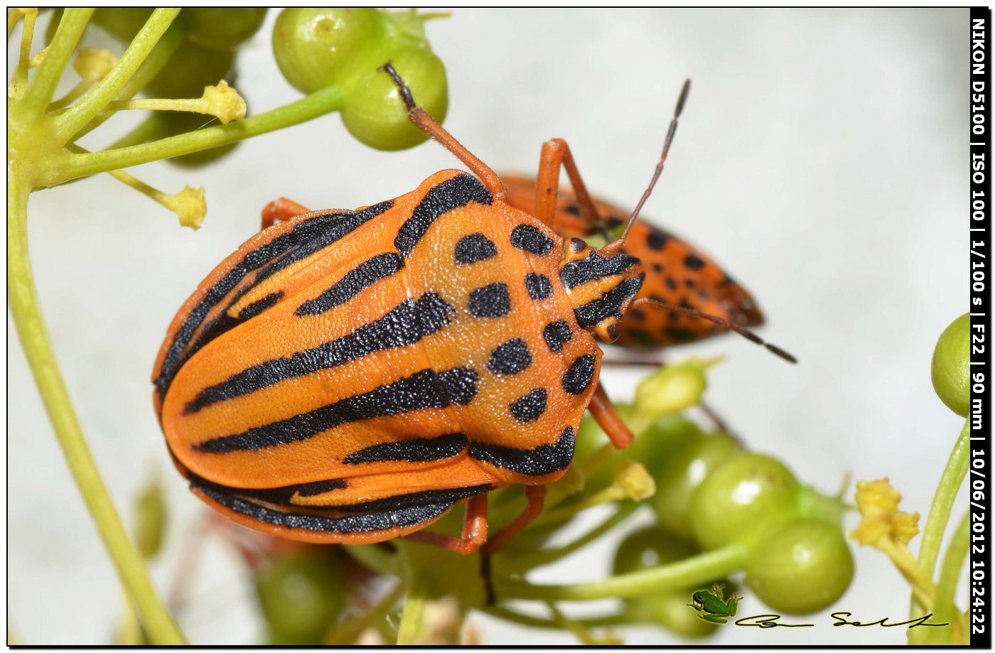 Graphosoma semipunctatum