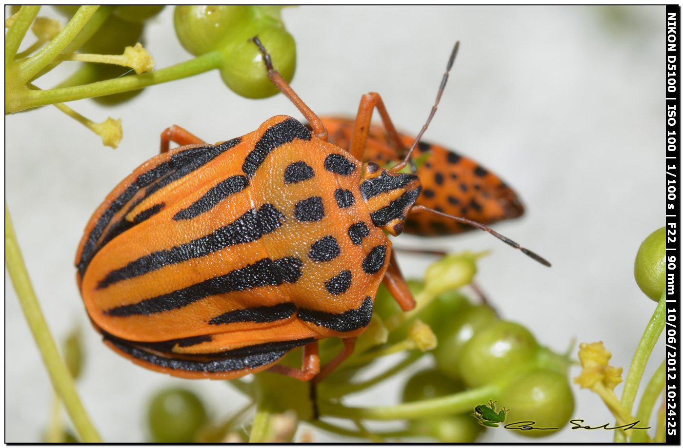 Graphosoma semipunctatum