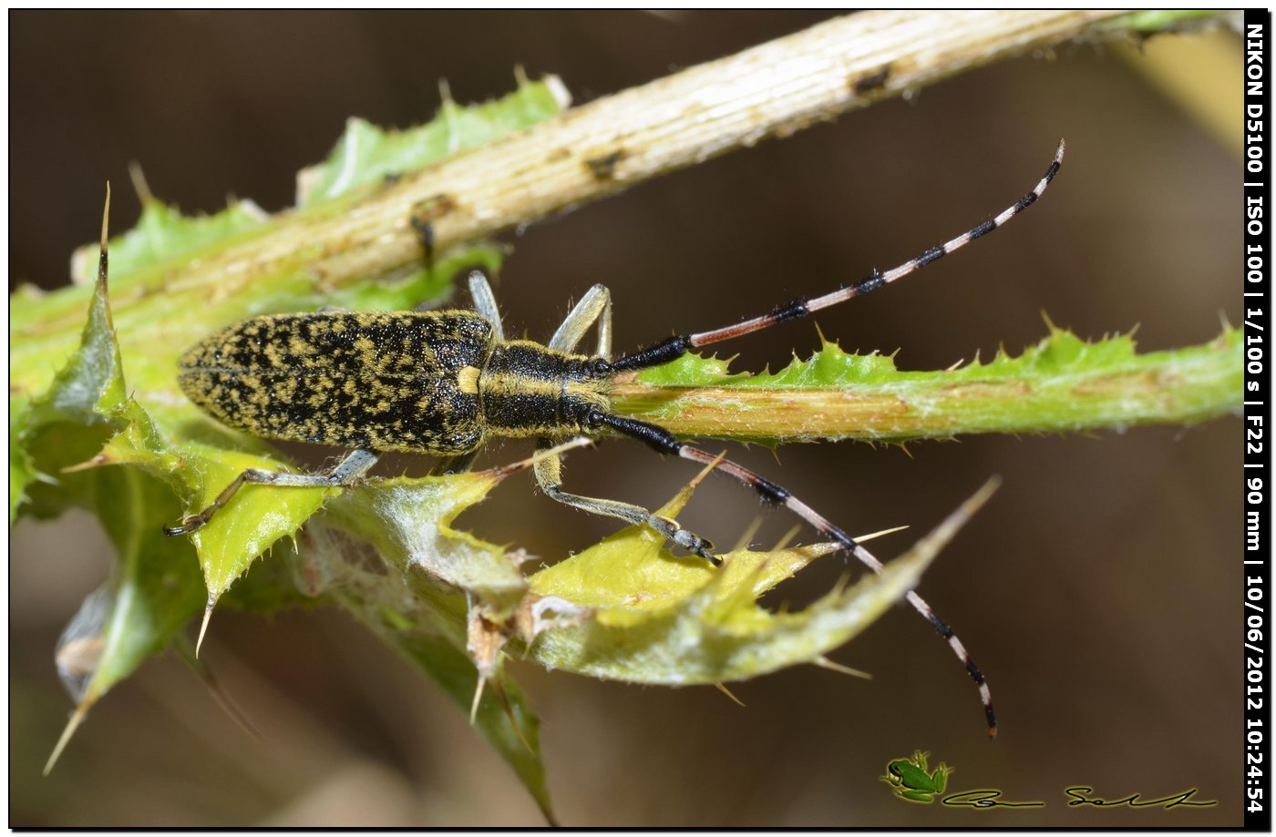 Agapanthia sicula malmerendii