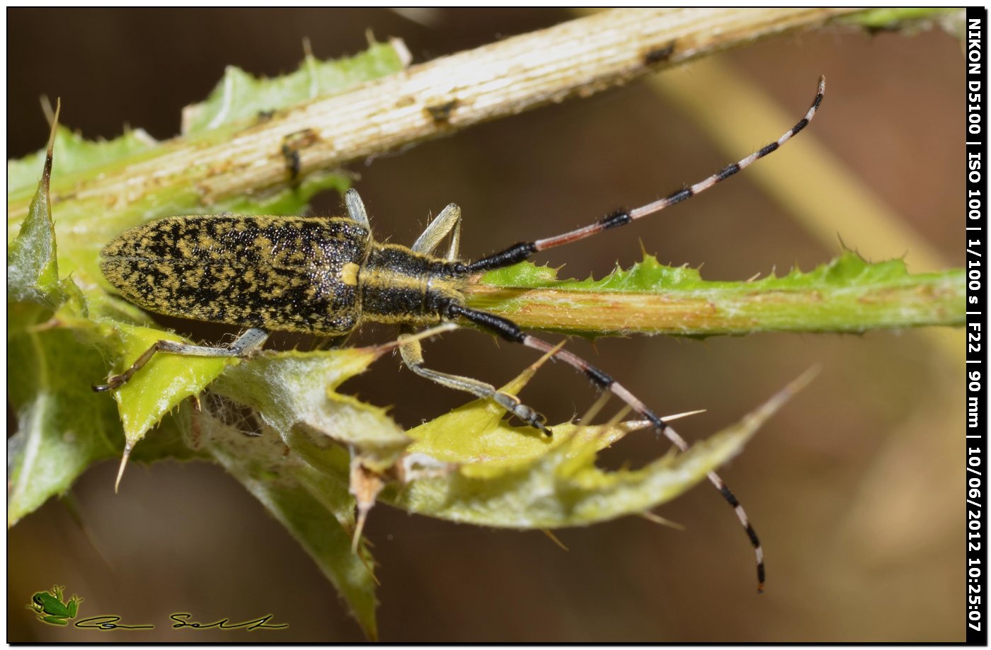 Agapanthia sicula malmerendii