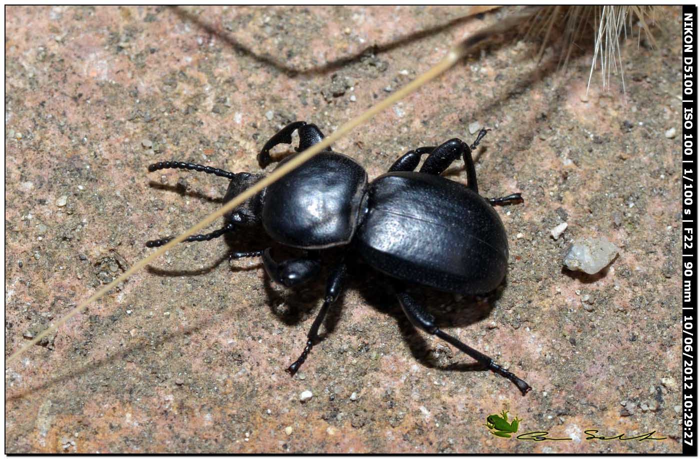 Tenebrionidae: probabile Scaurus atratus