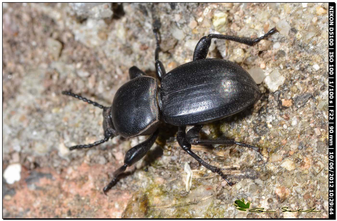 Tenebrionidae: probabile Scaurus atratus