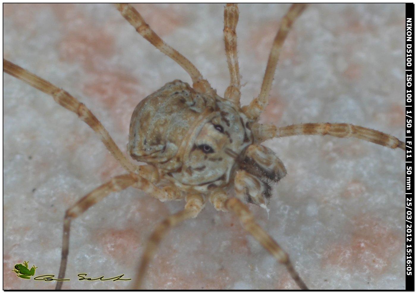 Opilione da Uri 65