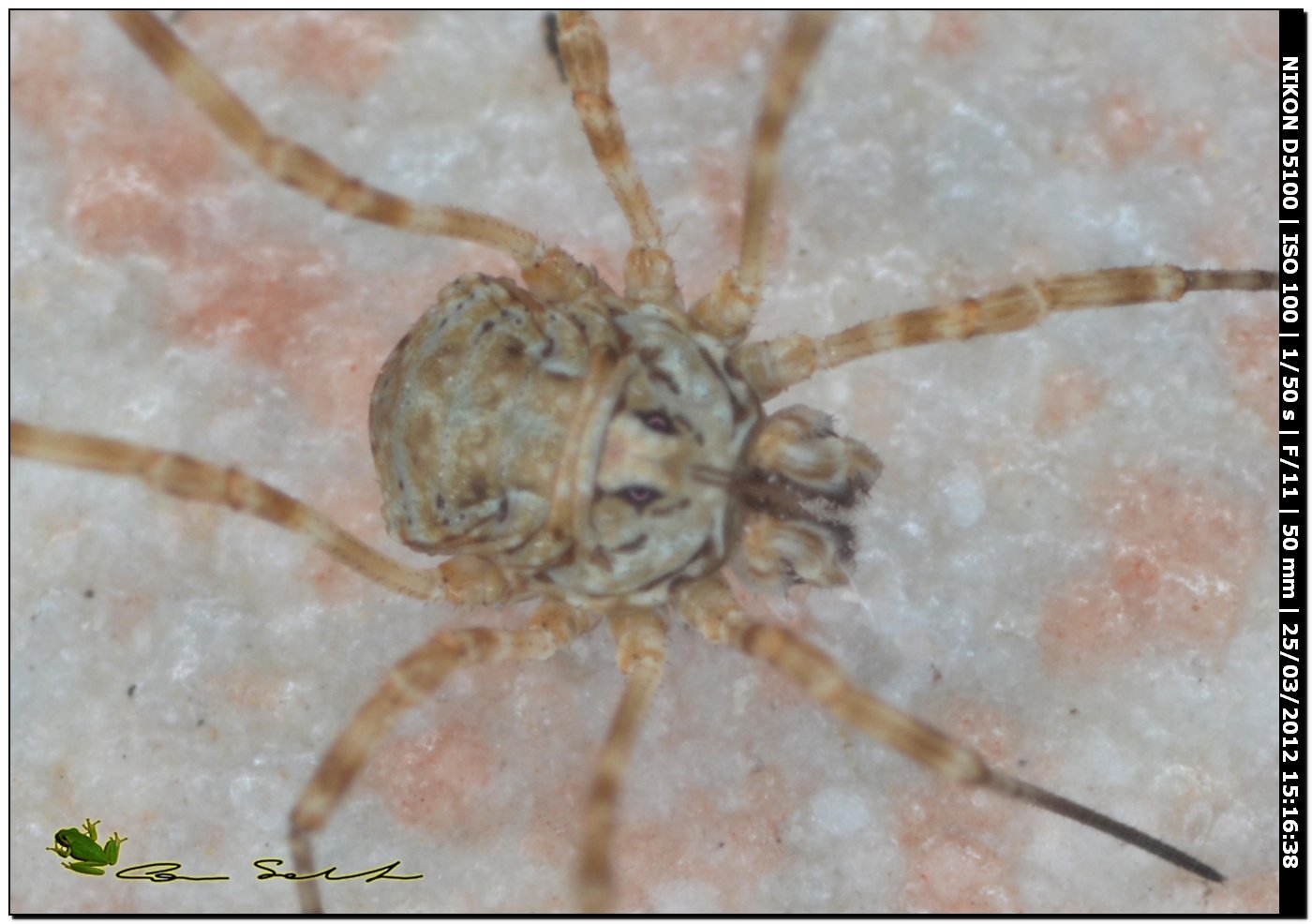 Opilione da Uri 65