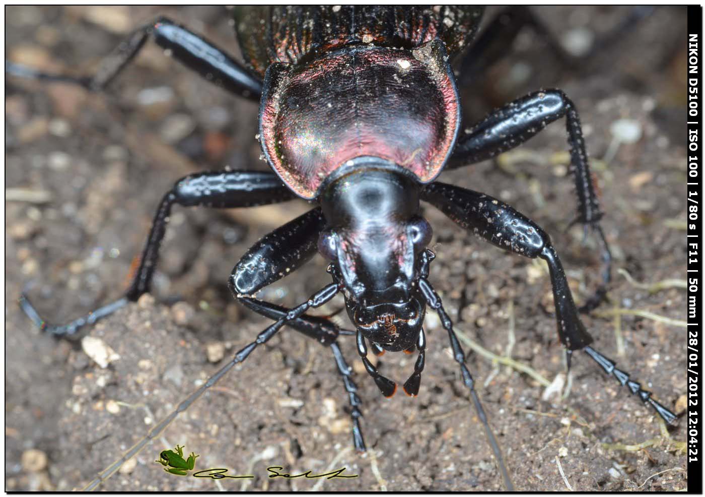 Carabus (Macrothorax) morbillosus constantinus