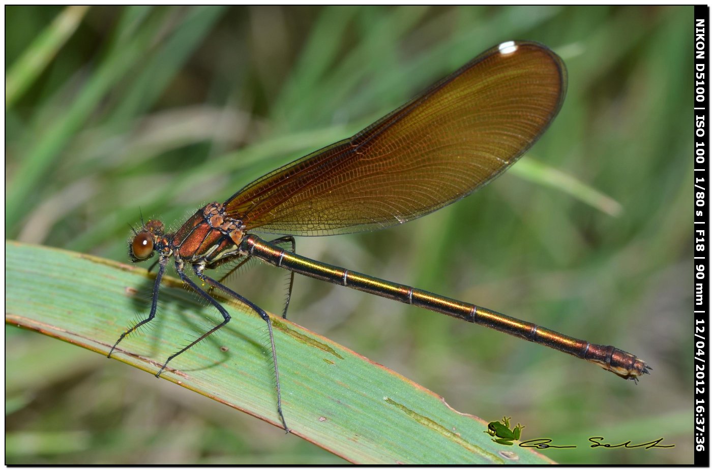 Calopteryx haemorrhoidalis