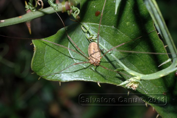 Opilione sardo: Opilio canestrinii