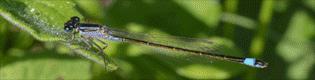 Euborellia moesta