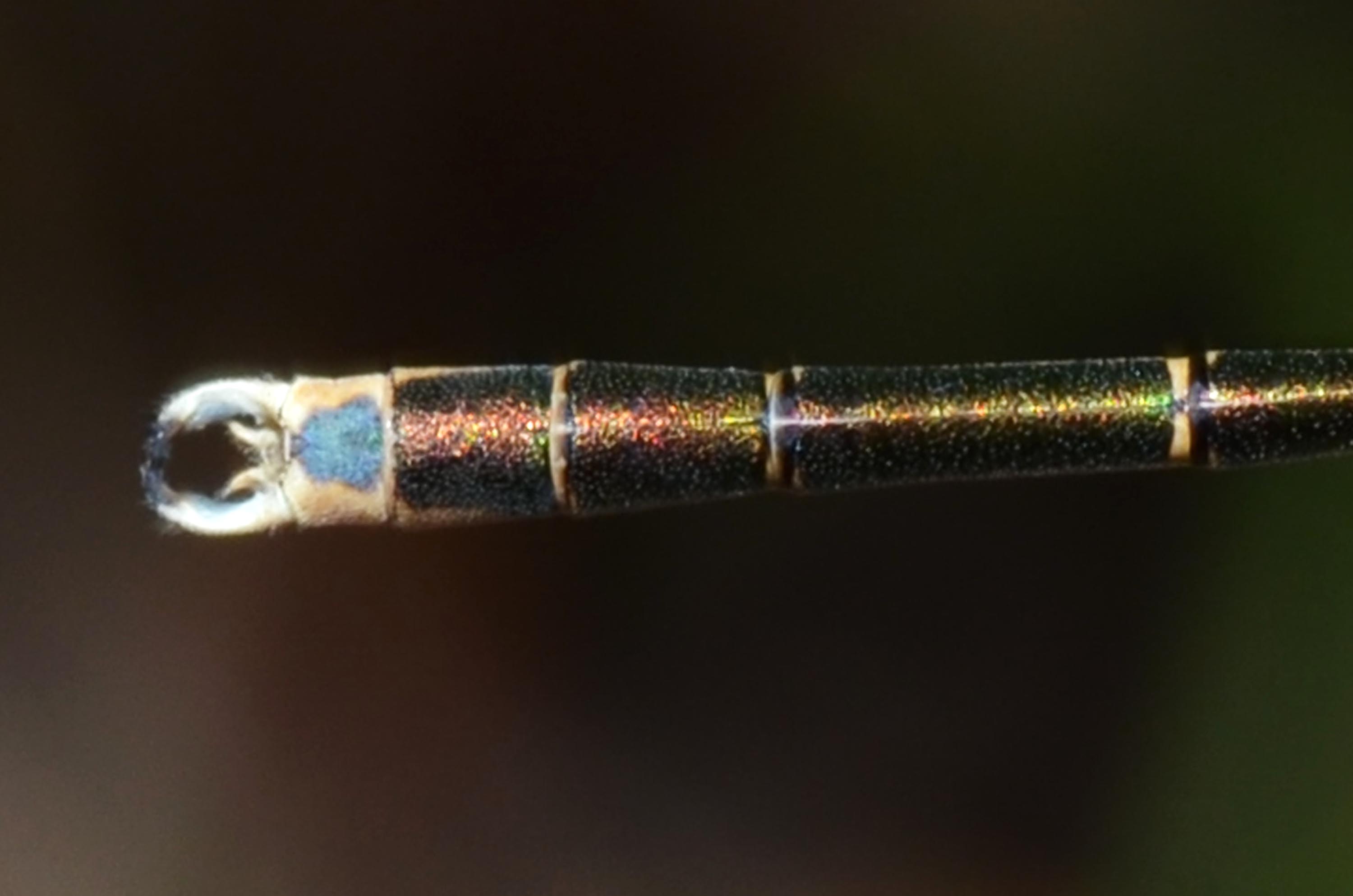 Lestes viridis?