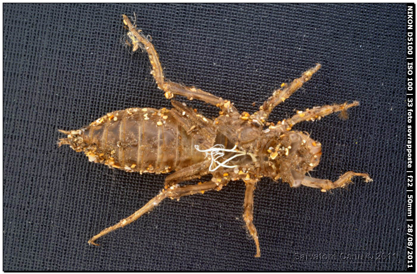 exuvia da identificare