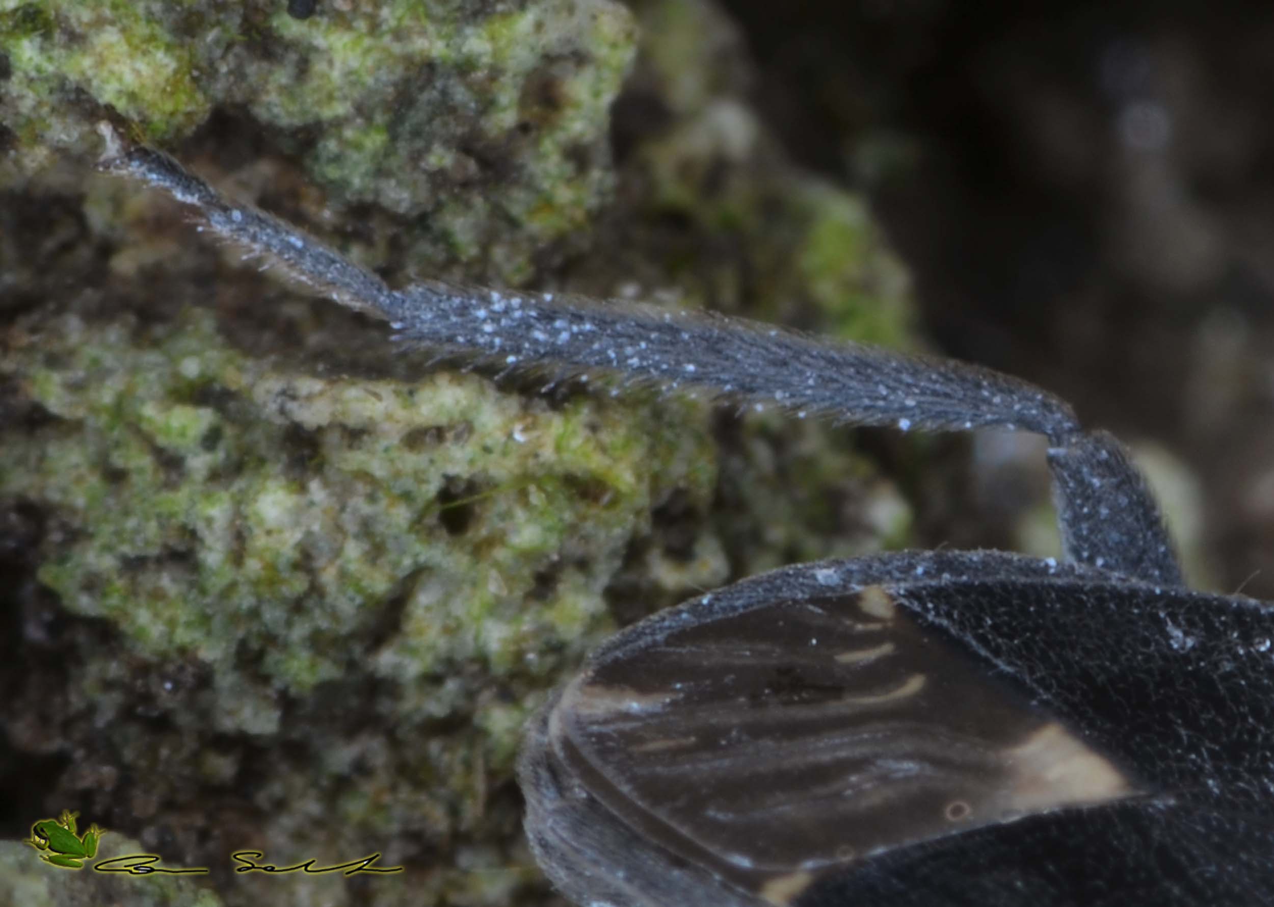 Lygaeidae: Microtomideus carbonarius di Sardegna-Usini