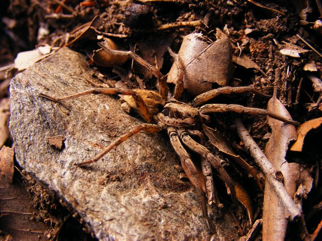 Hogna radiata