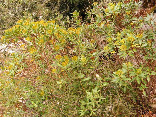 Bupleurum fruticosum / Bupleuro cespuglioso